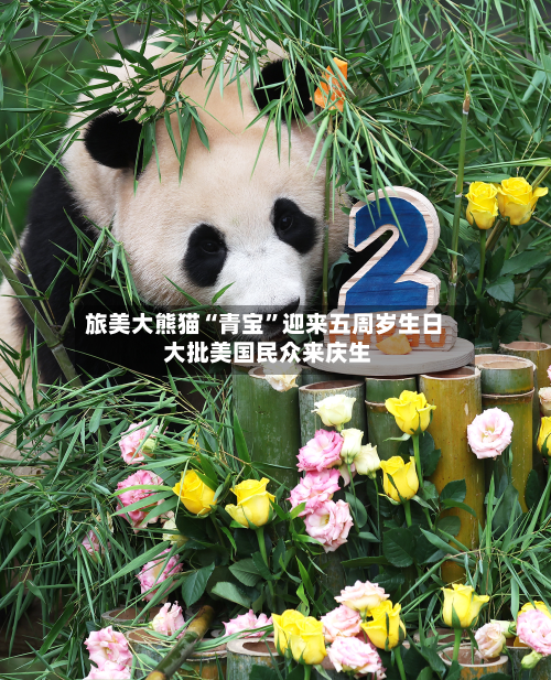 旅美大熊猫“青宝”迎来五周岁生日 大批美国民众来庆生