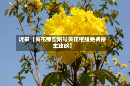 近来【黄花那些限号黄花枢纽免费停车攻略】