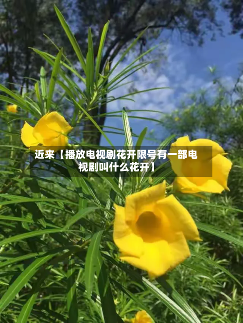 近来【播放电视剧花开限号有一部电视剧叫什么花开】-第2张图片