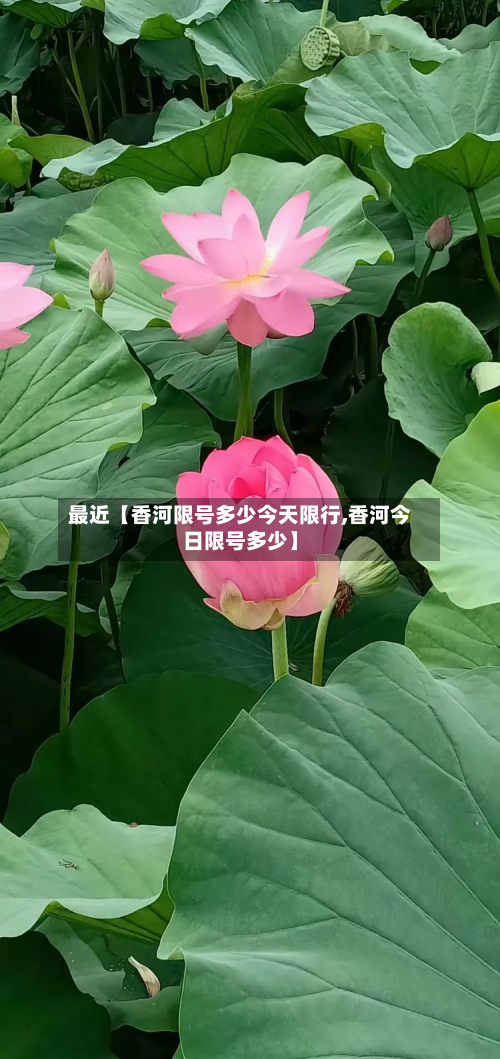 最近【香河限号多少今天限行,香河今日限号多少】
